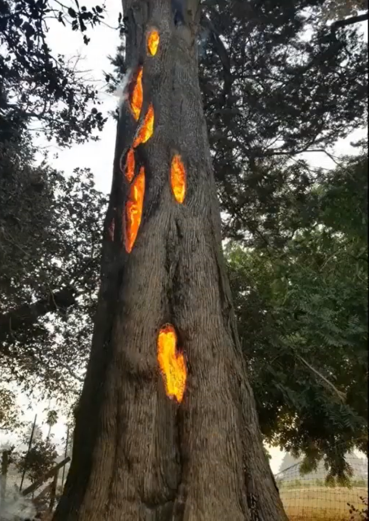 FOX News Network, LLC. – burning tree inside
